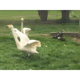 Whooper Swans